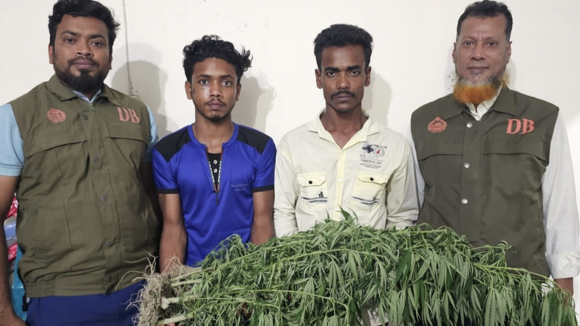 নলছিটিতে ভুট্টা খেতে গাঁজা চাষ, ২ যুবক আটক