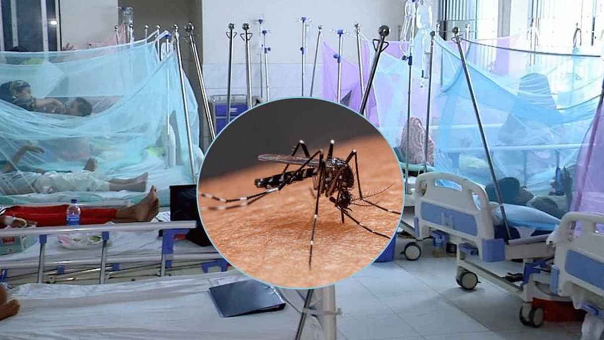 ডেঙ্গুতে আরও ২ জনের মৃত্যু, শনাক্ত ২৭৯