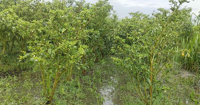 হরিরামপুরে কাঁচা মরিচের কেজি ২৫০ টাকা, এক দিনের ব্যবধানে দাম দ্বিগুণ